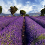 Lavender-fields-in-Spring-on-a-windy-afternoon-WP-2